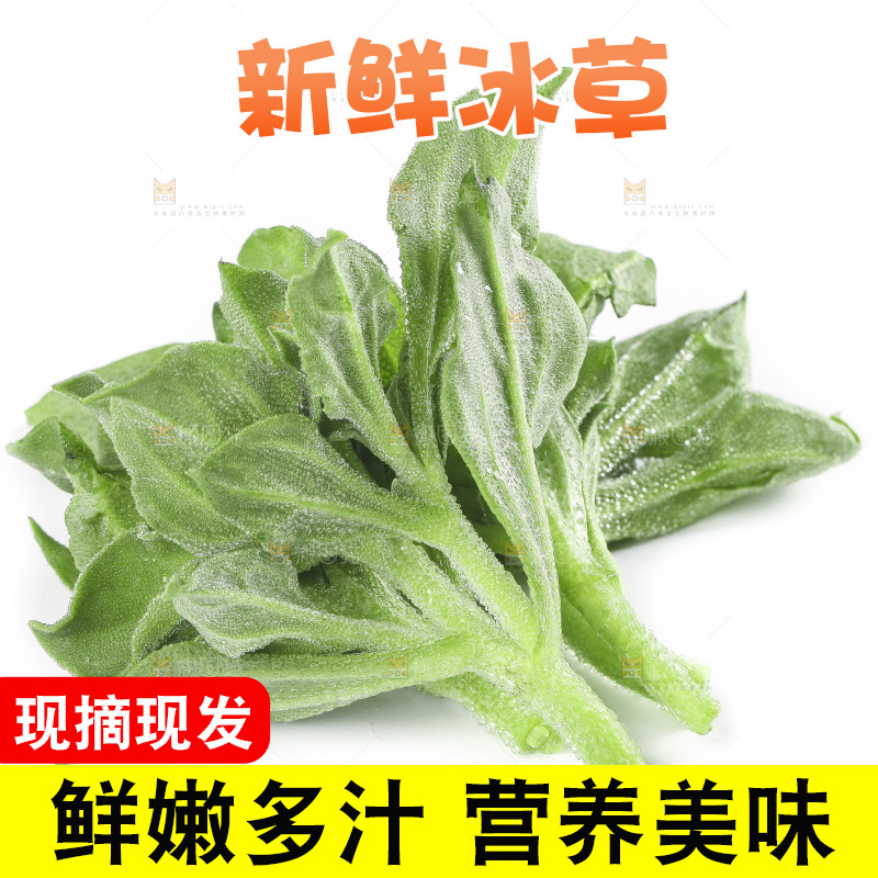 白底上的冰草
