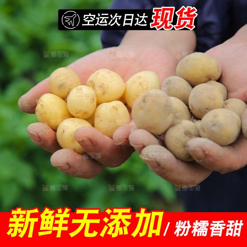 手里捧着小土豆