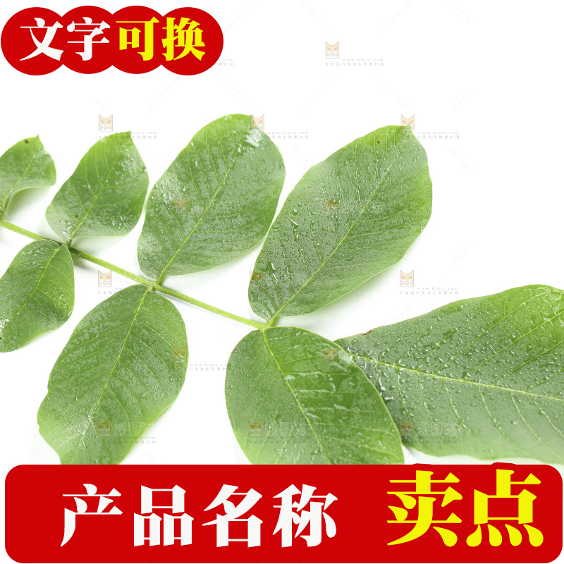 白底上放着一片树叶