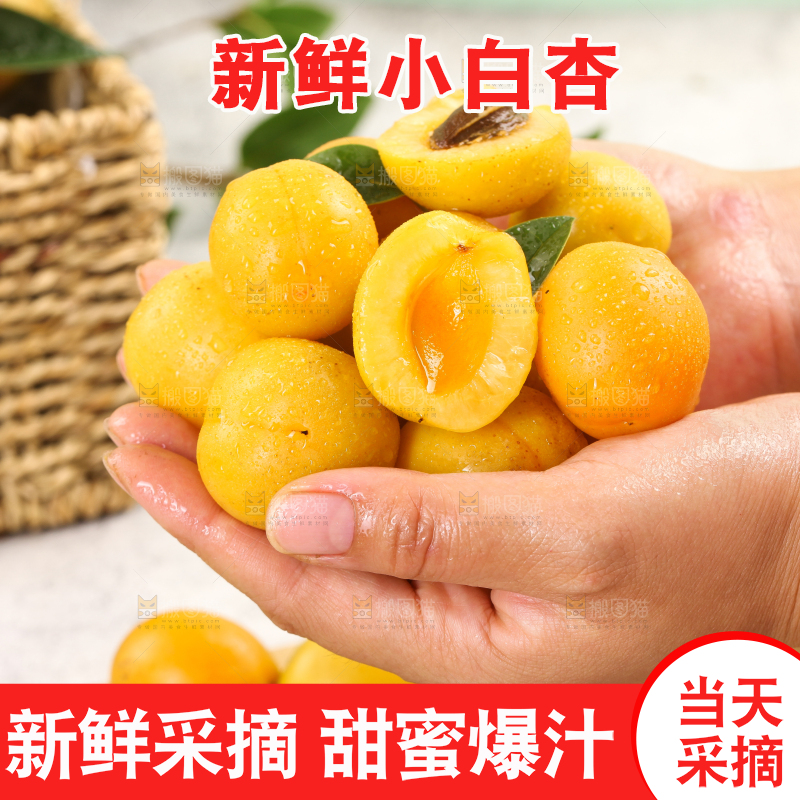 手里捧着小白杏