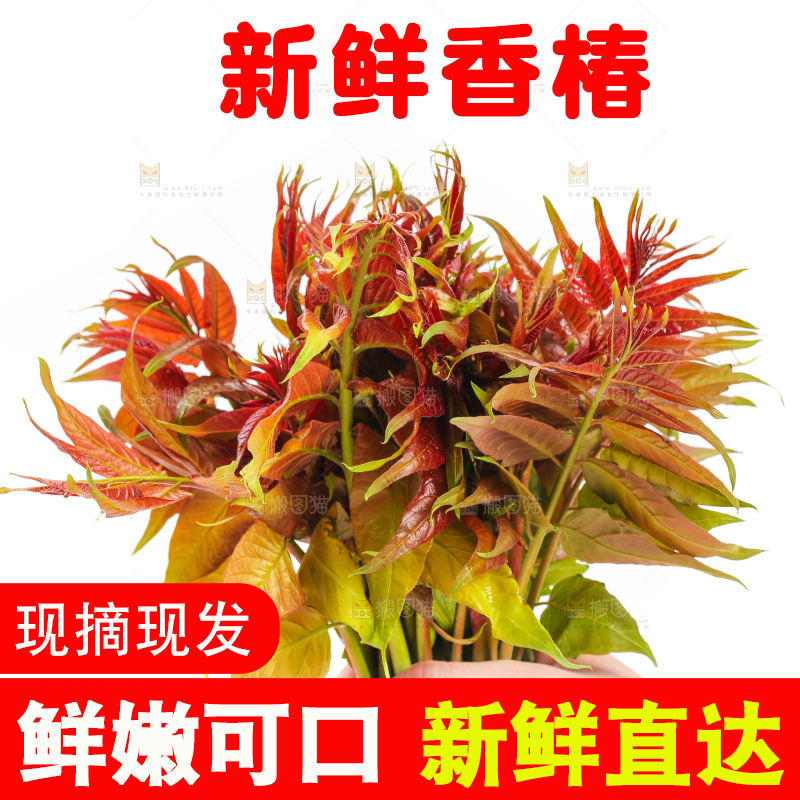 手里拿着一把香椿