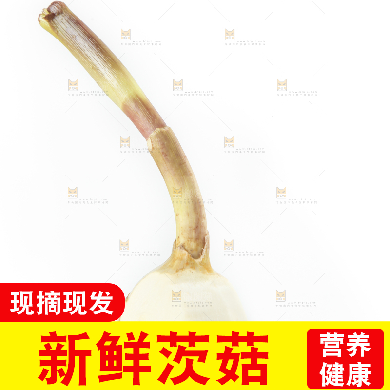 白底上放着茨菇