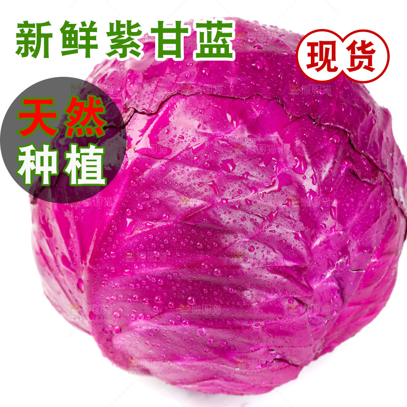 白底上的紫甘蓝