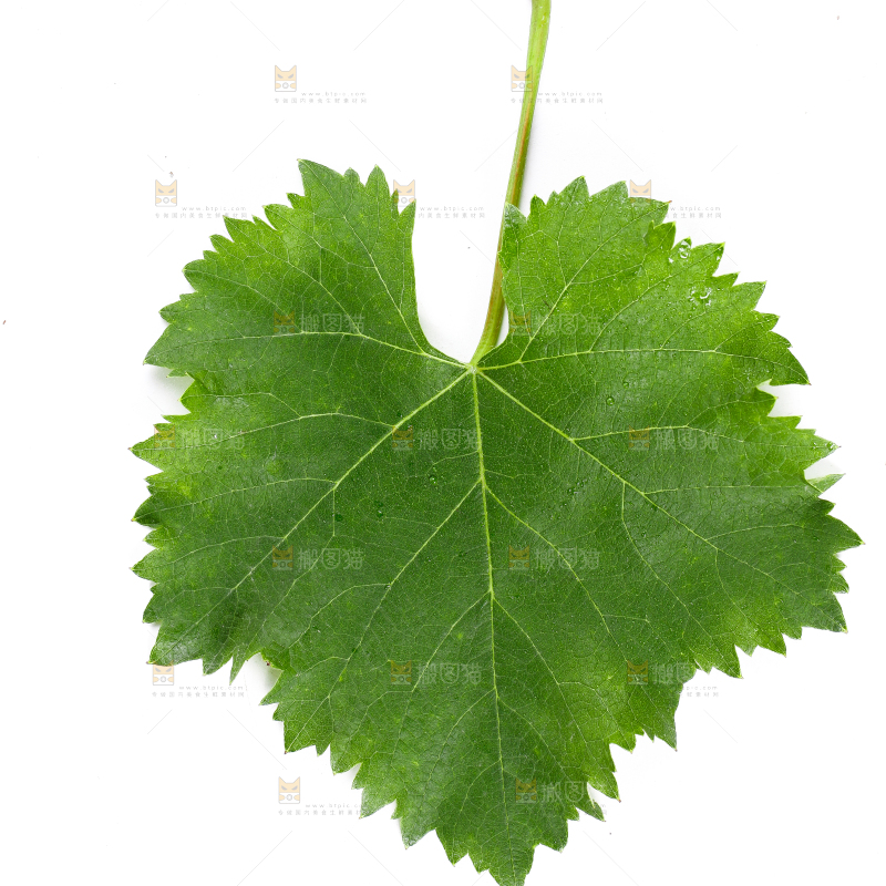 白底上放着一片树叶