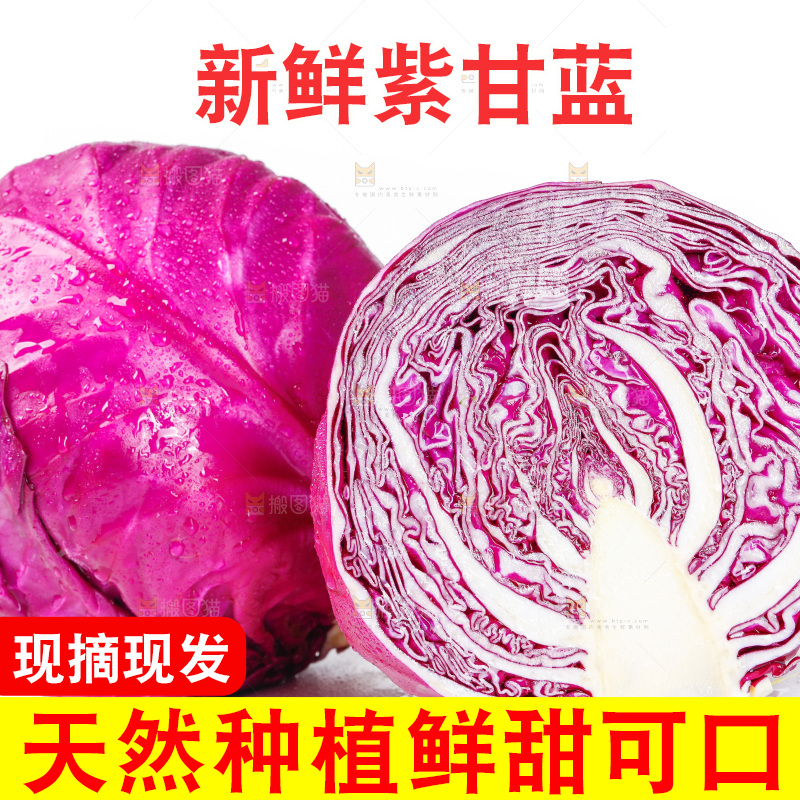 白底上的紫甘蓝