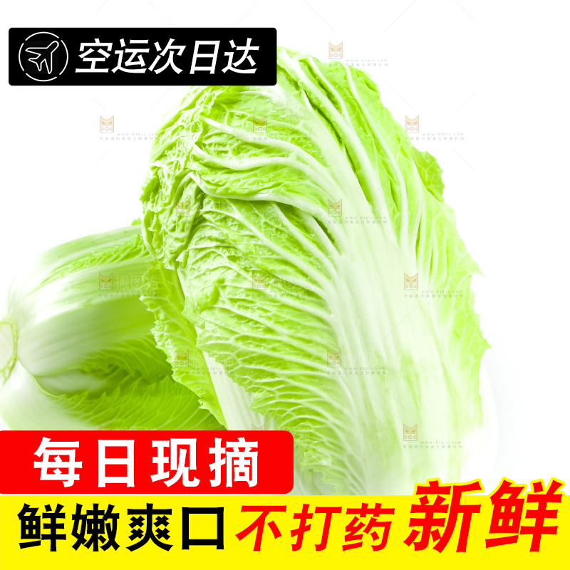 白底上放着大白菜