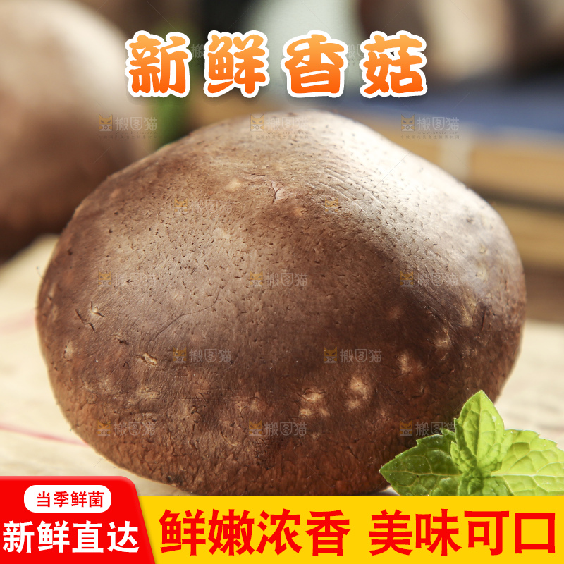木底上摆放着新鲜香菇