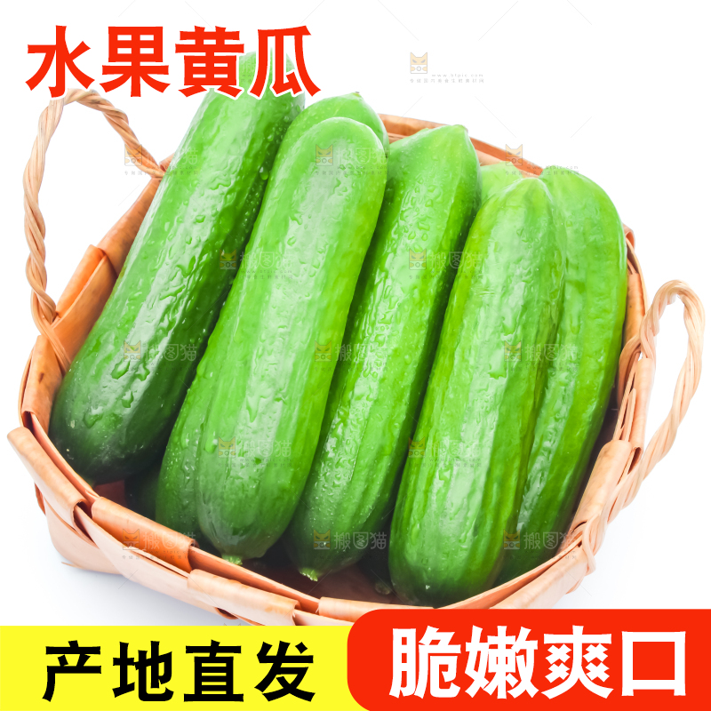 白底上放着新鲜山东小黄瓜