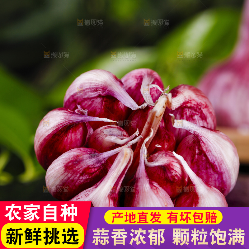 黑底上放着紫皮鲜蒜