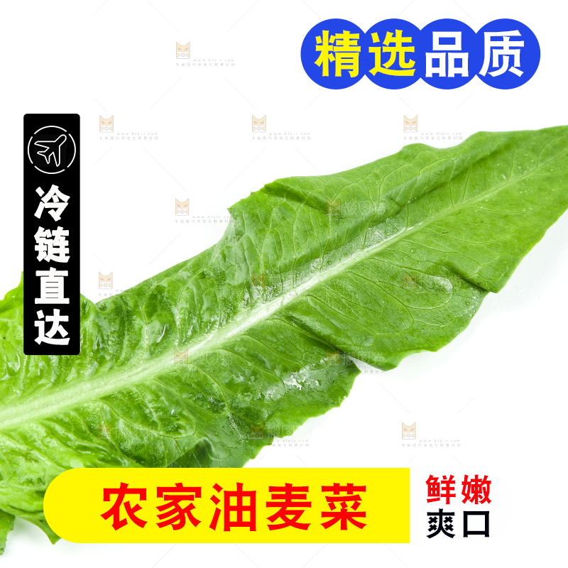 白底上摆放着油麦菜