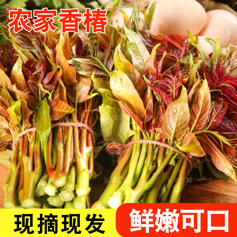 木板上放着香椿芽苗