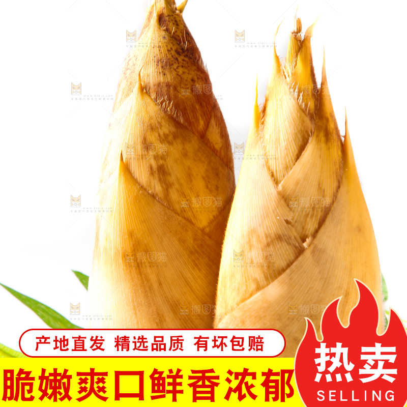 白底上摆放着冬笋