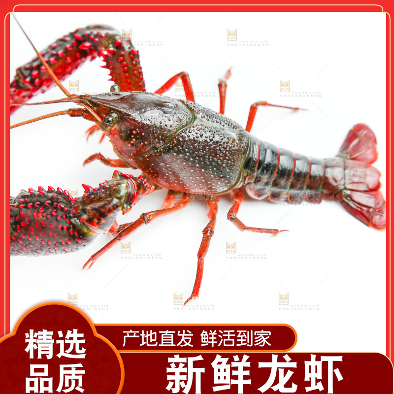 白底上放着小龙虾