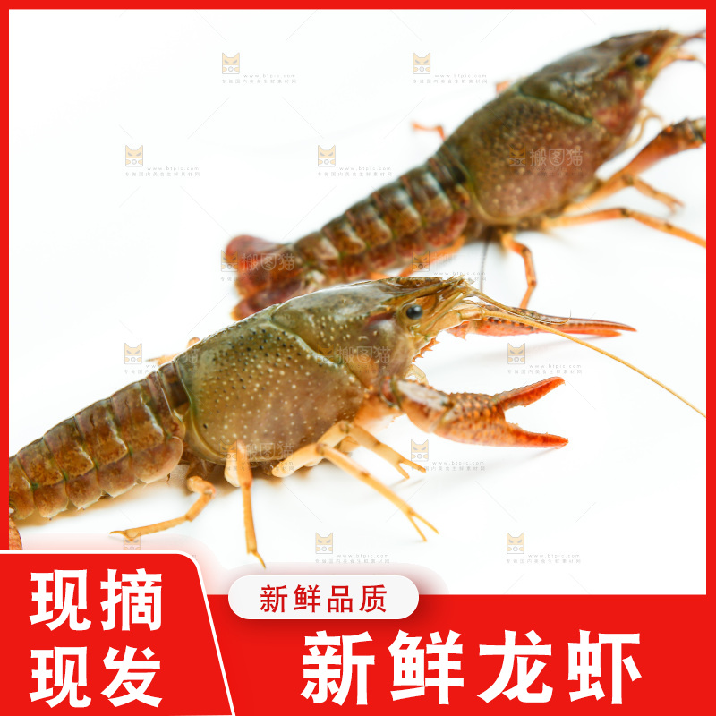 白底上放着小龙虾