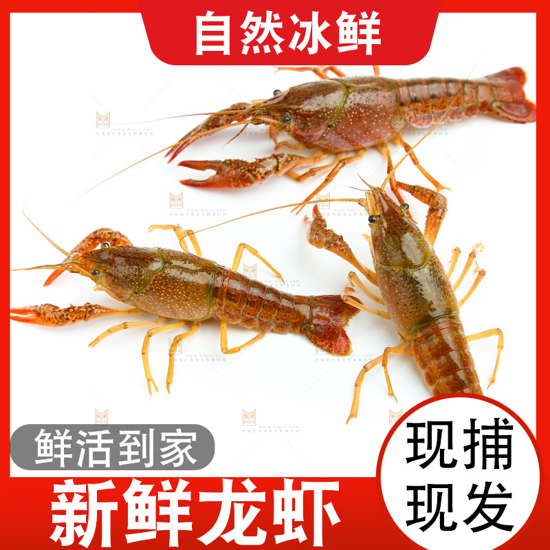白底上放着三只小龙虾