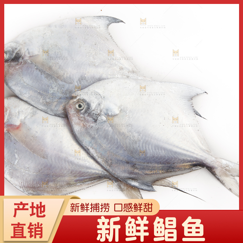 白底上的深海银鲳鱼