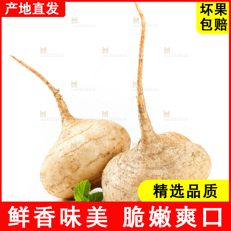 白底上的凉薯