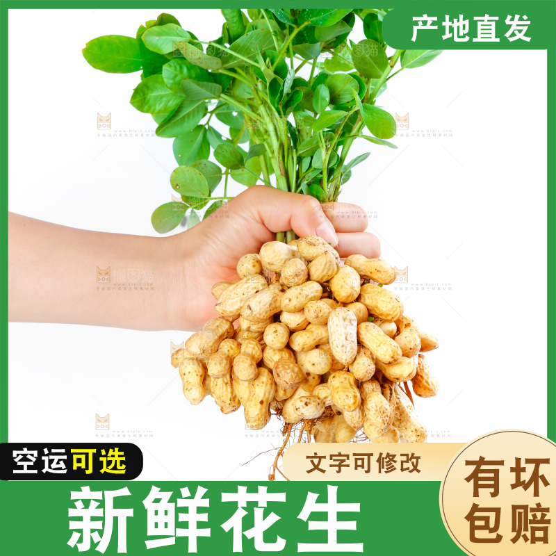 白底上手里拿着新鲜带壳花生