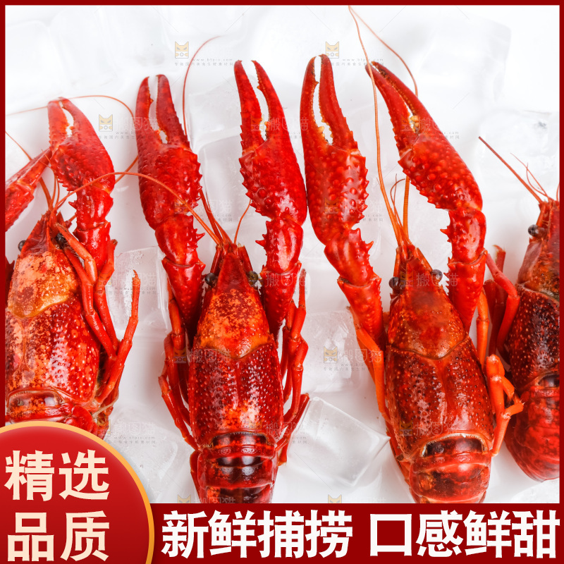 白底上放着澳洲大龙虾