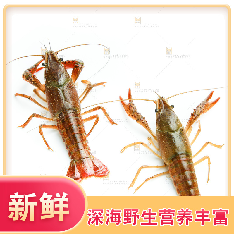 白底上放着两只龙虾