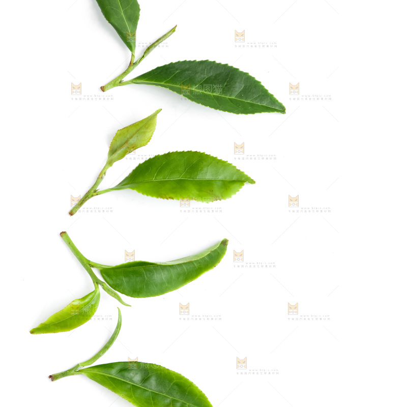 白底上的茶叶