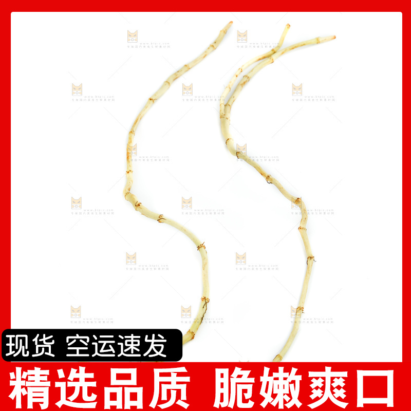 白底上的鱼腥草