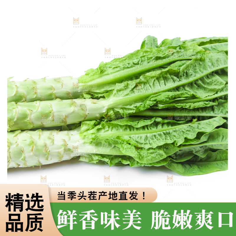 白底上的莴笋