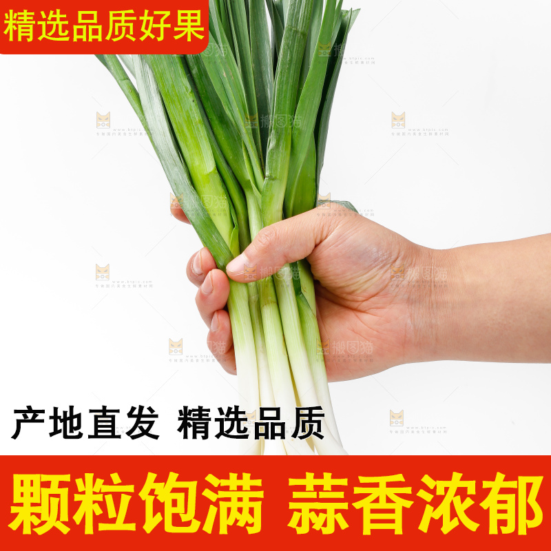 白底上的新鲜蒜苗