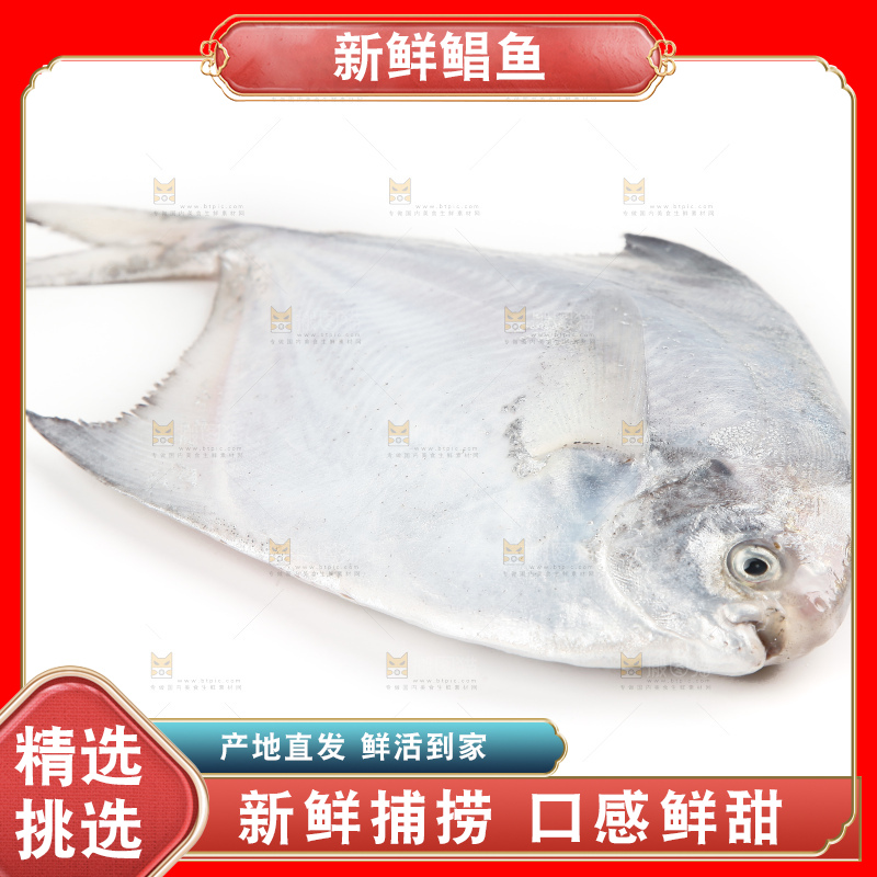 白底上的深海银鲳鱼
