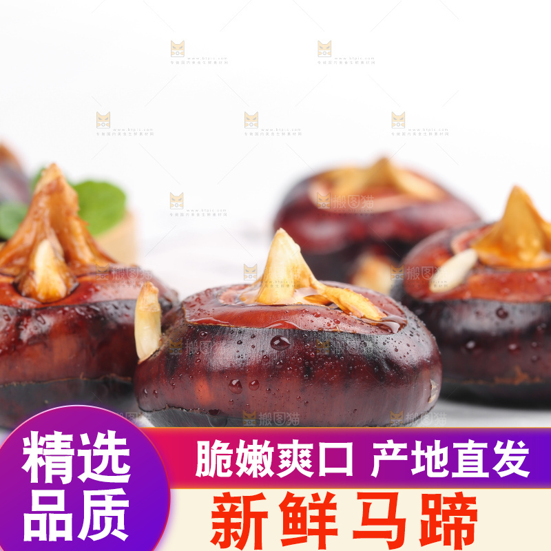 浅底上的马蹄果