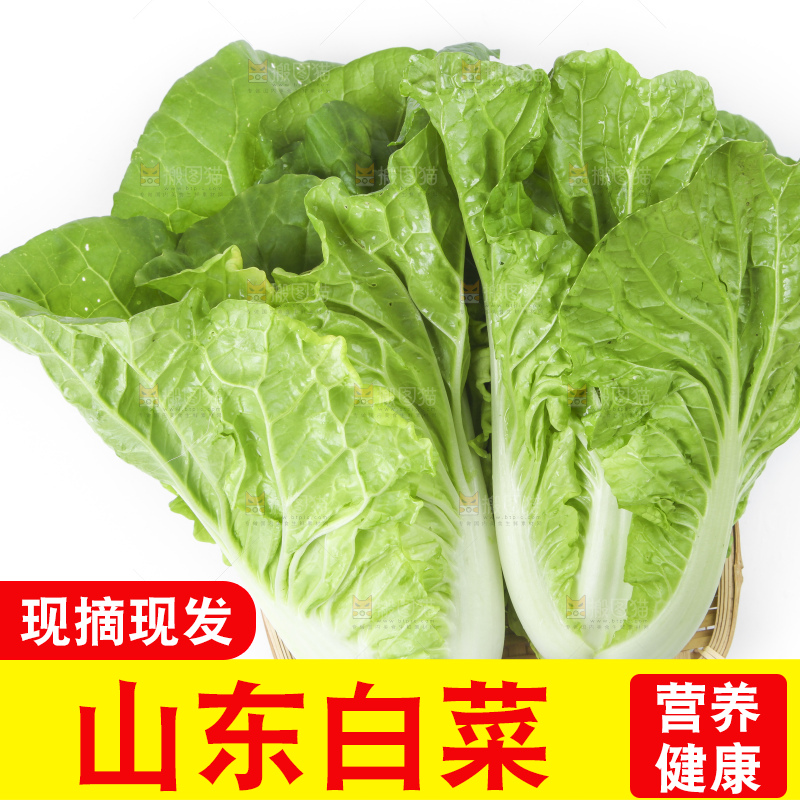 白底上放着大白菜