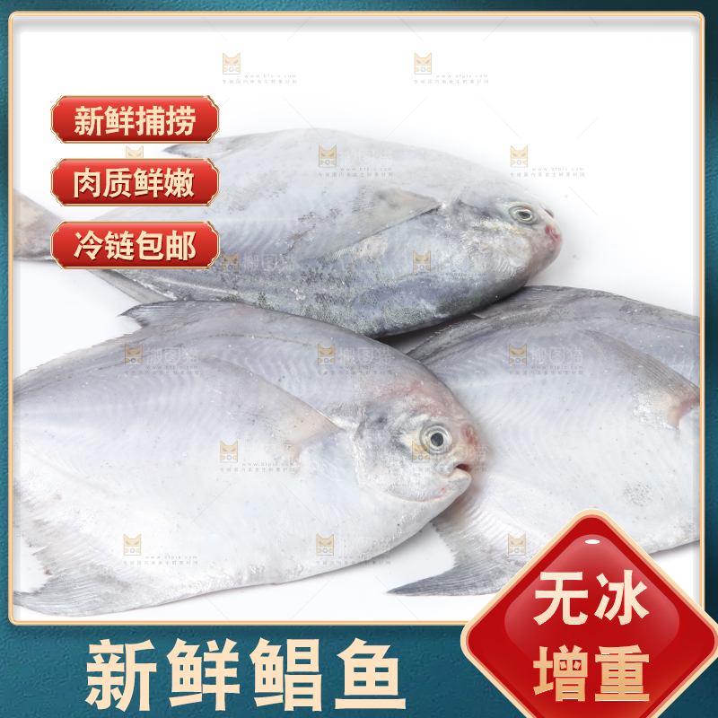 白底上的银鲳鱼