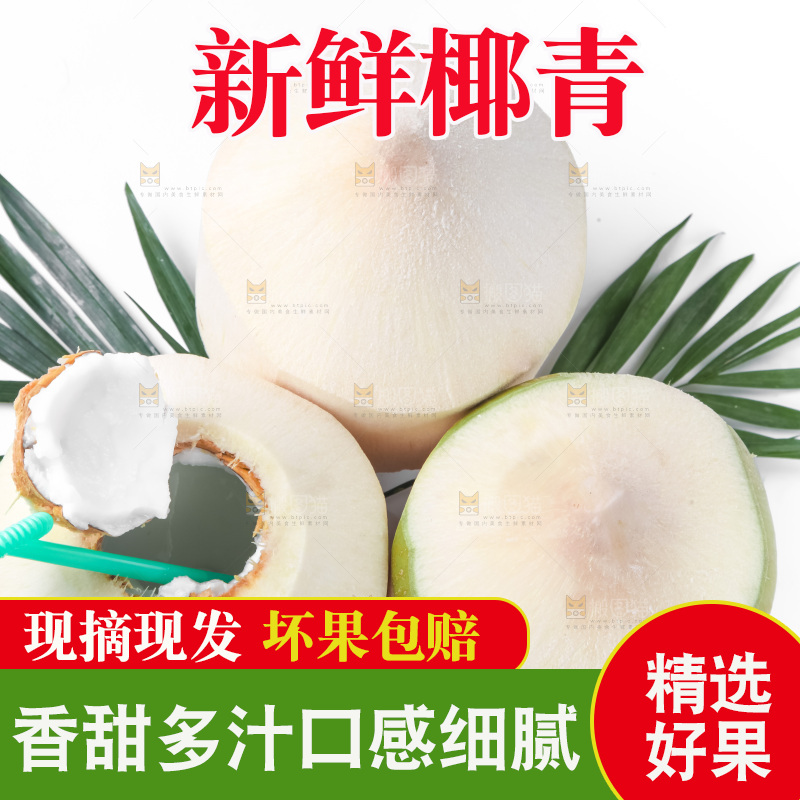 白底上青椰子