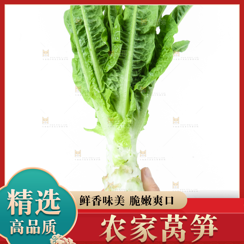 白底上的莴笋