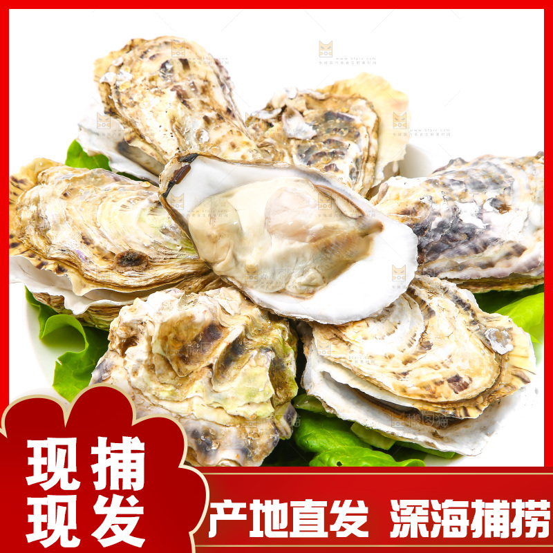 白底上的乳山生蚝