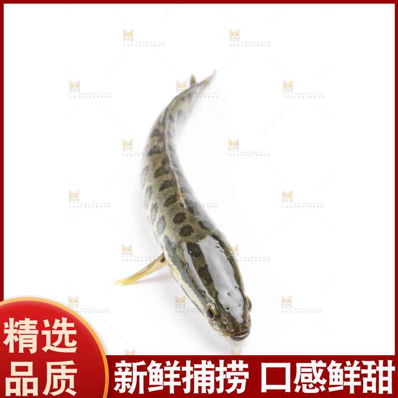 白底上的青鱼苗