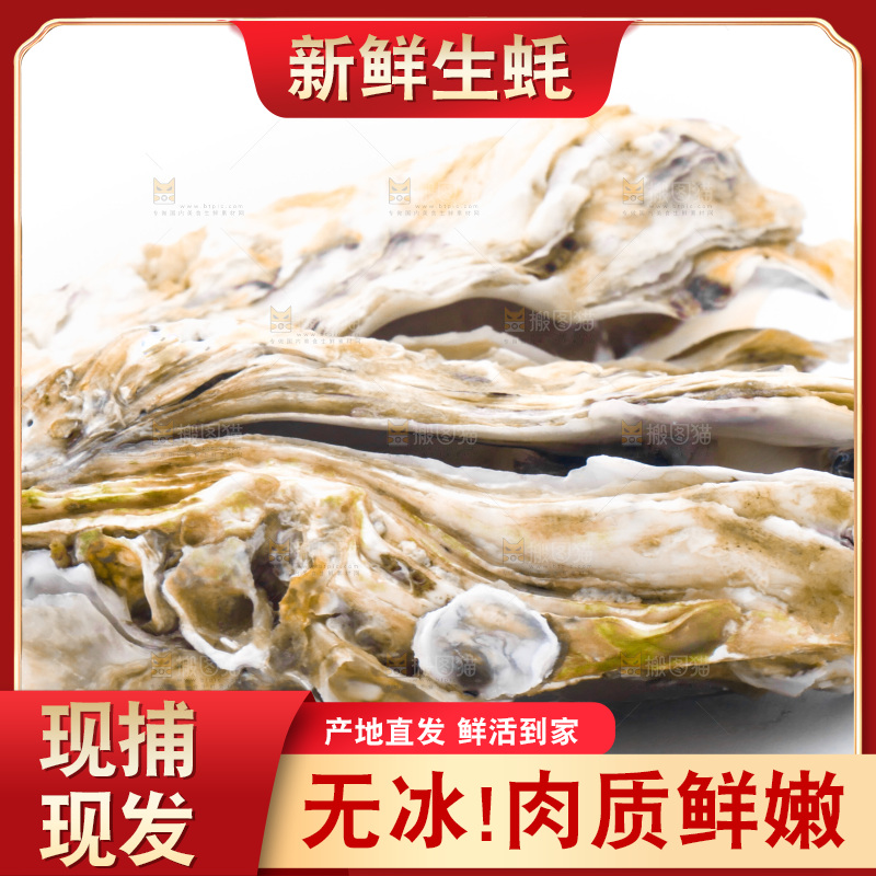 乳山生蚝放在白底上