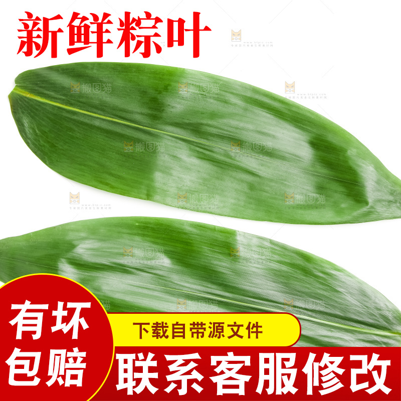 新鲜粽叶放在白底上
