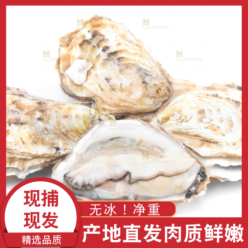 白底上放着海蛎子