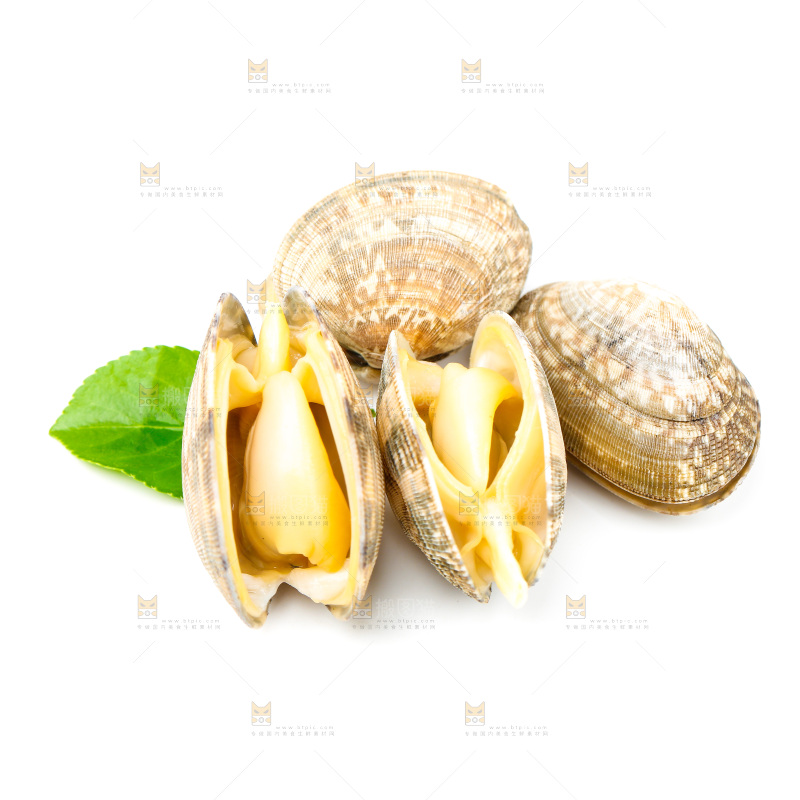 白底上放着蛤蜊