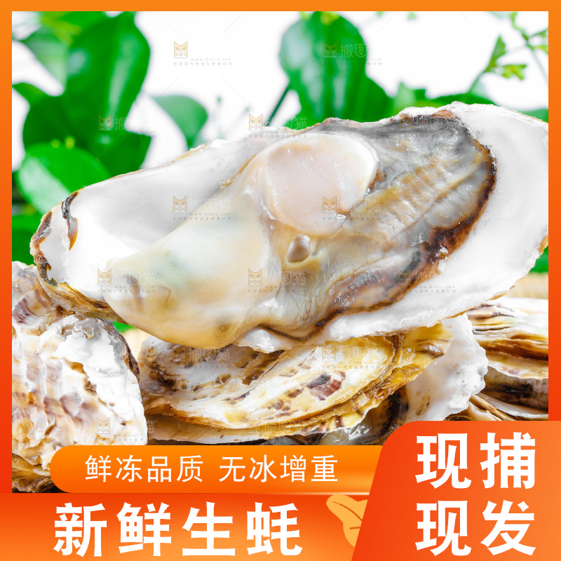 木底上放着乳山生蚝