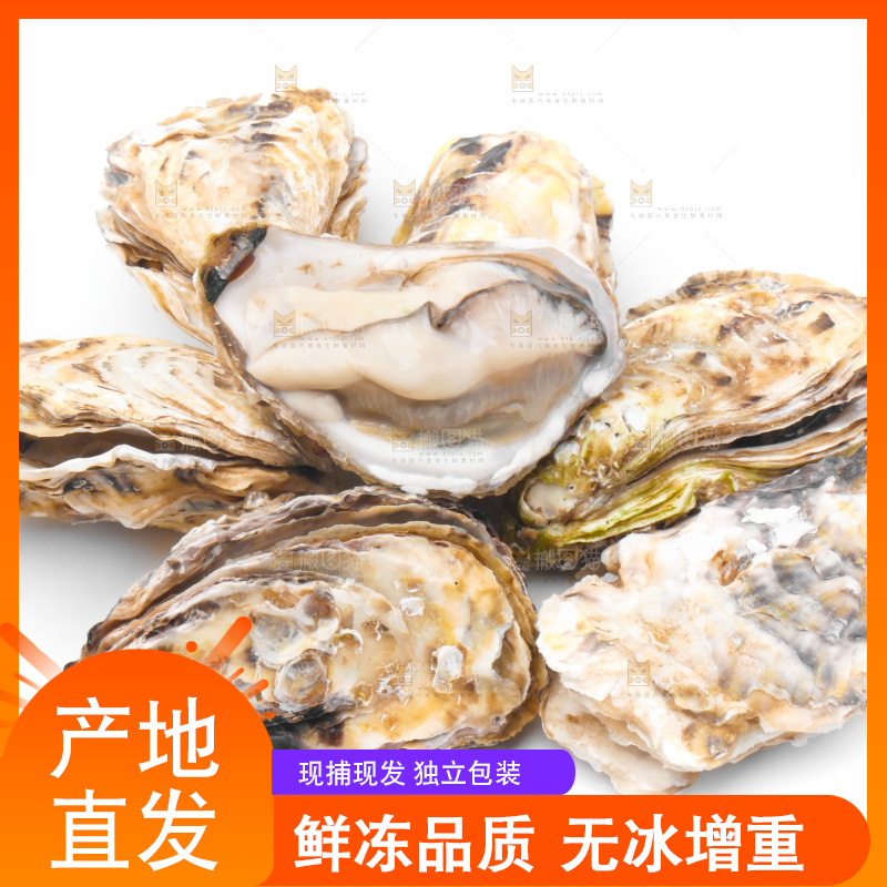 浅底上的生蚝