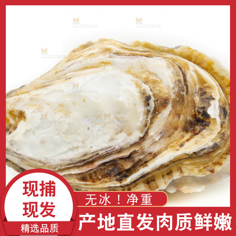 白底上的生蚝
