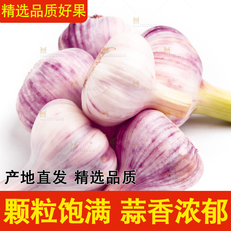 紫皮大蒜放在白底上