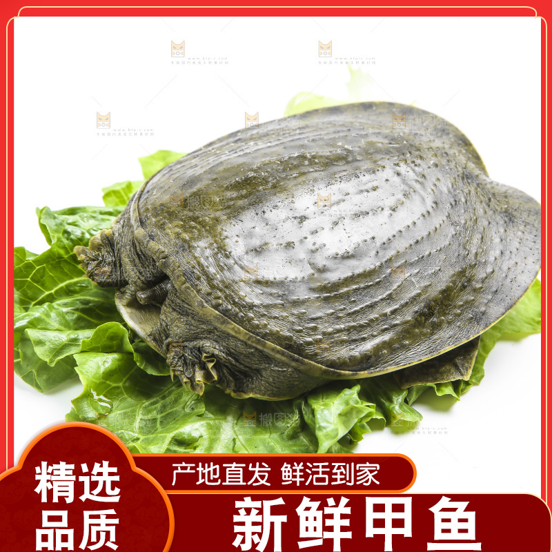 白底上放着甲鱼