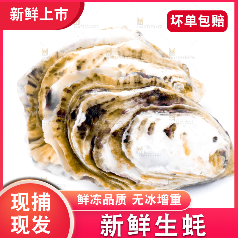 白底上的乳山生蚝