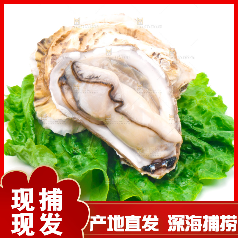 白底上放着乳山生蚝