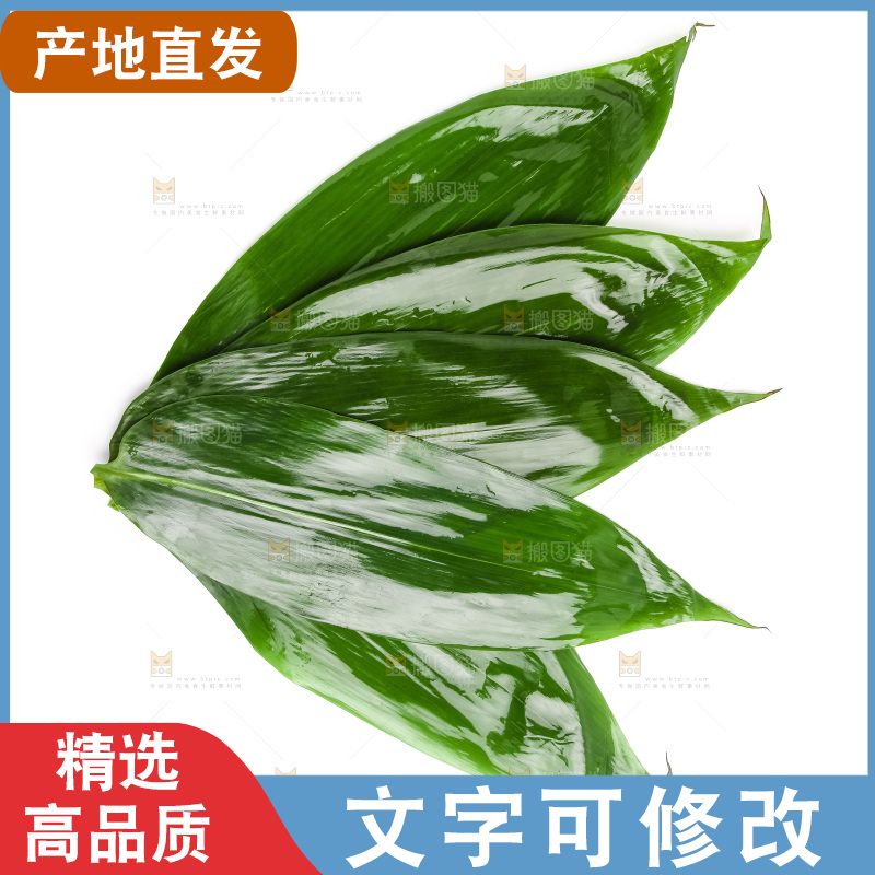 新鲜粽叶放在白底上