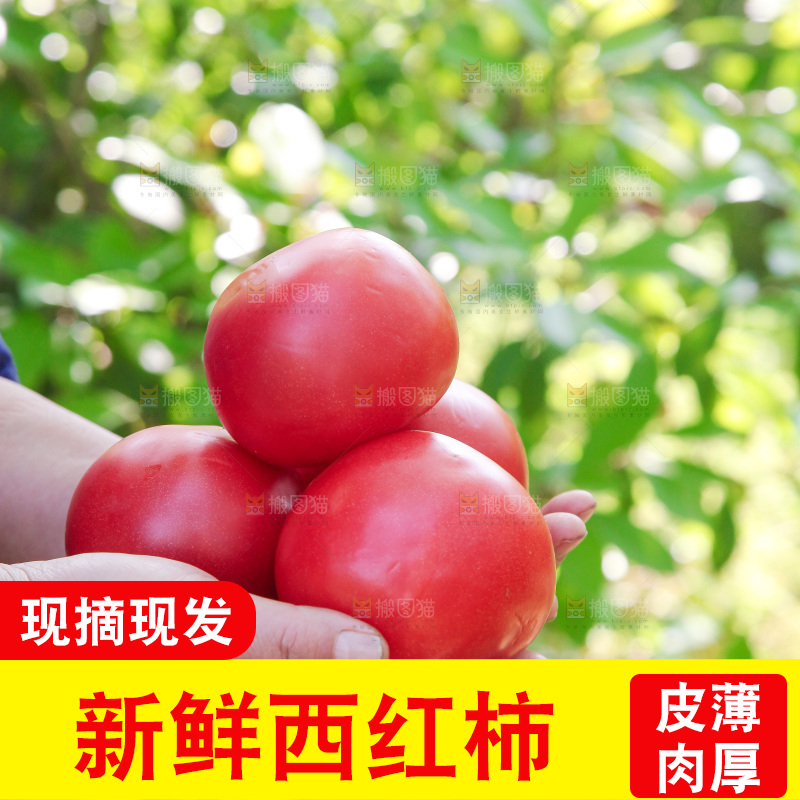 手里捧着番茄