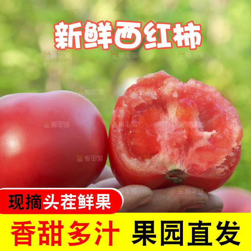 手里拿着沙瓤番茄